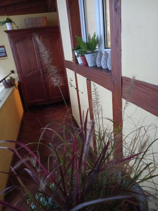 S'Gleina Gleck, In The Heart Of A Wine City, Charmant Studio 1 Piece Et 1 Salle De Bain Kaysersberg-Vignoble Exteriör bild