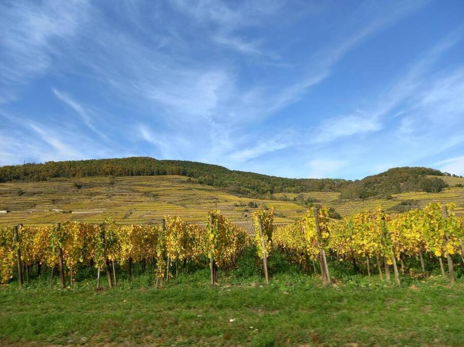 S'Gleina Gleck, In The Heart Of A Wine City, Charmant Studio 1 Piece Et 1 Salle De Bain Kaysersberg-Vignoble Exteriör bild